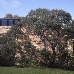 Location: Morton Arboretum in Lisle, Illinois
Date: summer in 1980's
full-grown tree-shrub at building