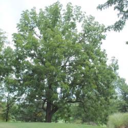 Location: Nottingham Park in southeast PA
Date: 2015-08-09
full-grown tree