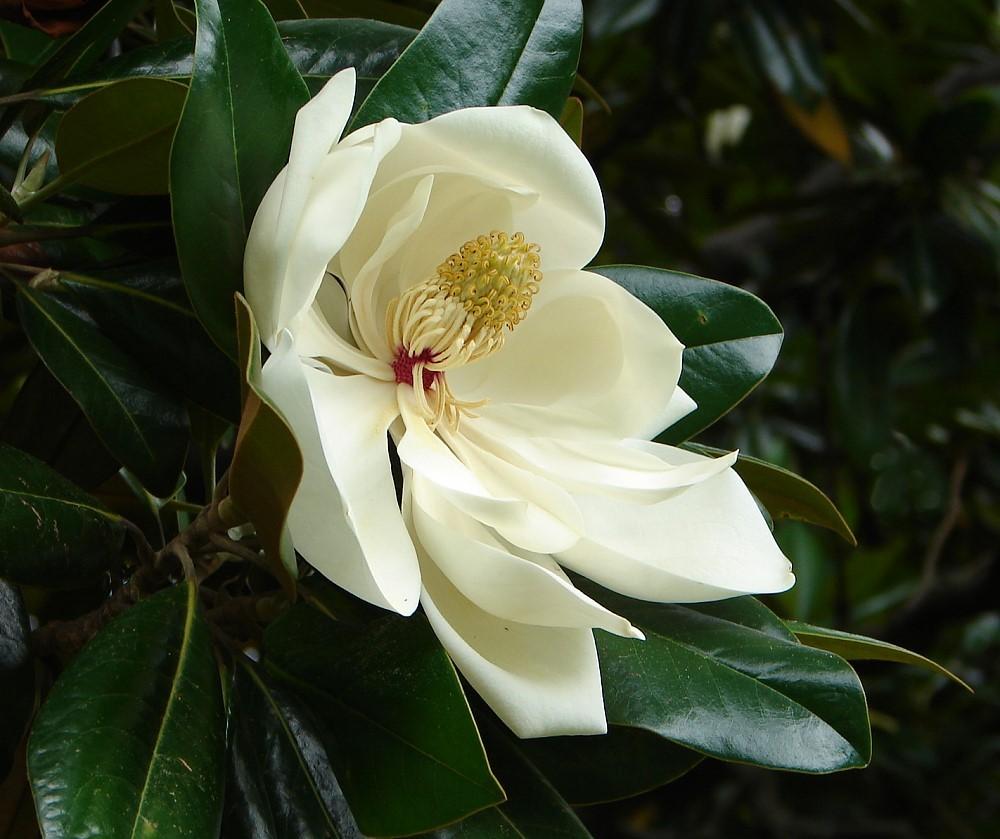 Photo of Southern Magnolia (Magnolia grandiflora) uploaded by carolem