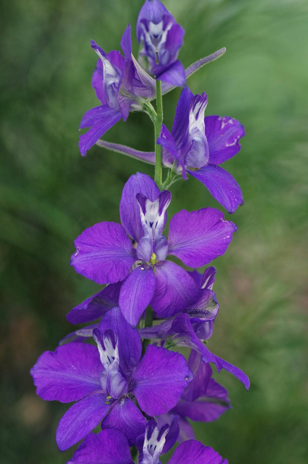 Photo of Larkspur (Consolida ajacis) uploaded by dirtdorphins