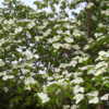 7:27 pm. A plenitude of huge white blossom bracts.