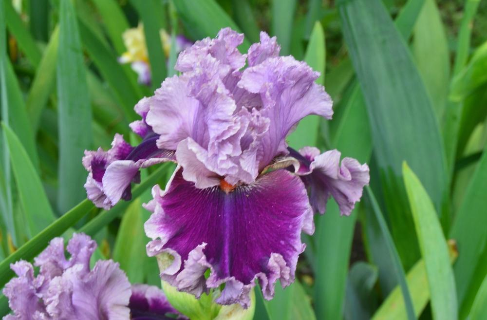 Photo of Tall Bearded Iris (Iris 'Another Woman') uploaded by KentPfeiffer