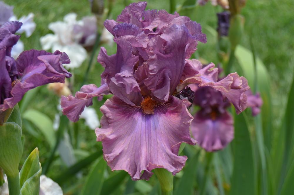 Photo of Tall Bearded Iris (Iris 'Asian Plum') uploaded by KentPfeiffer
