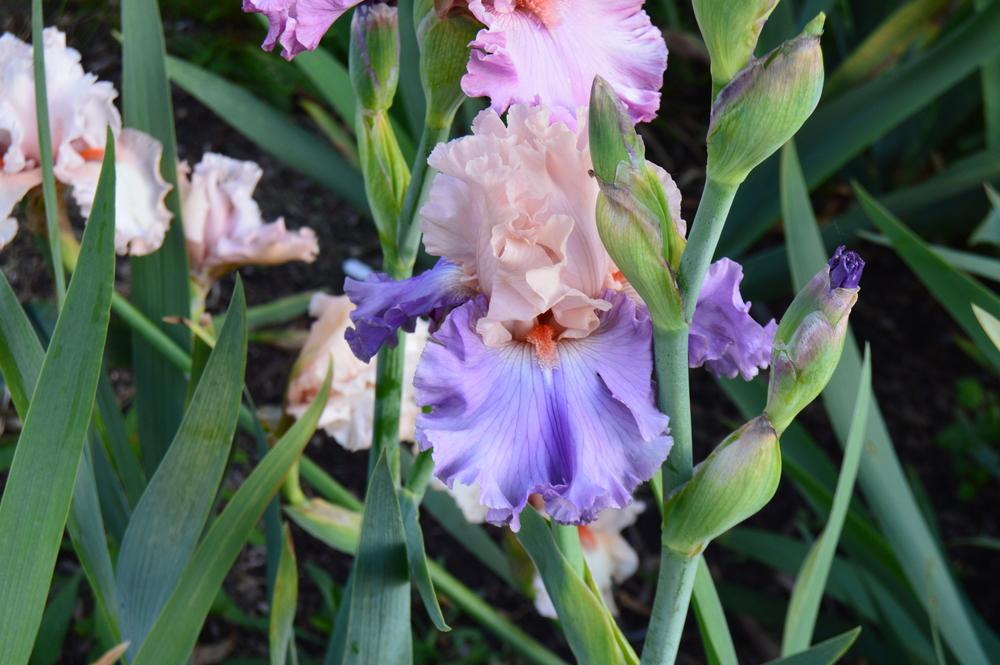 Photo of Tall Bearded Iris (Iris 'Arrivederci') uploaded by KentPfeiffer