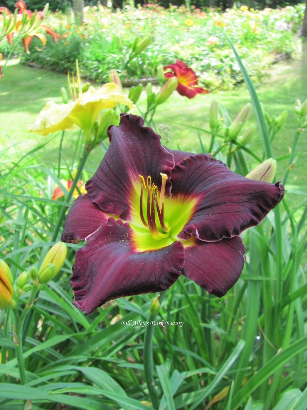 Photo of Daylily (Hemerocallis 'Bill Alley's Dark Beauty') uploaded by lovedaylilies