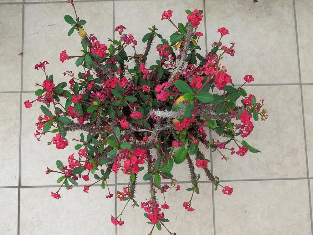 Photo of Crown of Thorns (Euphorbia milii) uploaded by Baja_Costero