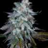 White widow, cannabis.  60/40 Sativa dominant hybrid