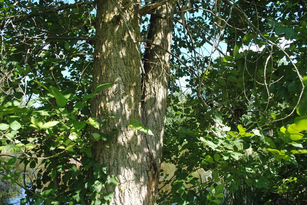 Photo of Eastern Cottonwood (Populus deltoides) uploaded by ILPARW