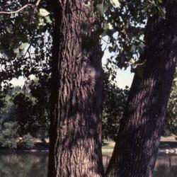 Location: Glen Ellyn, Illinois
Date: summer in 1980's
double trunks with bark