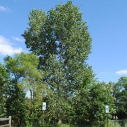 Location: Downingtown, Pennsylvania
Date: 2017-08-05
mature tree in summer