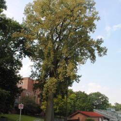 Location: Glen Ellyn, Illinois
Date: 2010-08-20
full-grown tree in summer