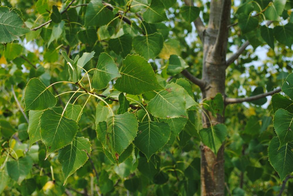 Photo of Eastern Cottonwood (Populus deltoides) uploaded by ILPARW