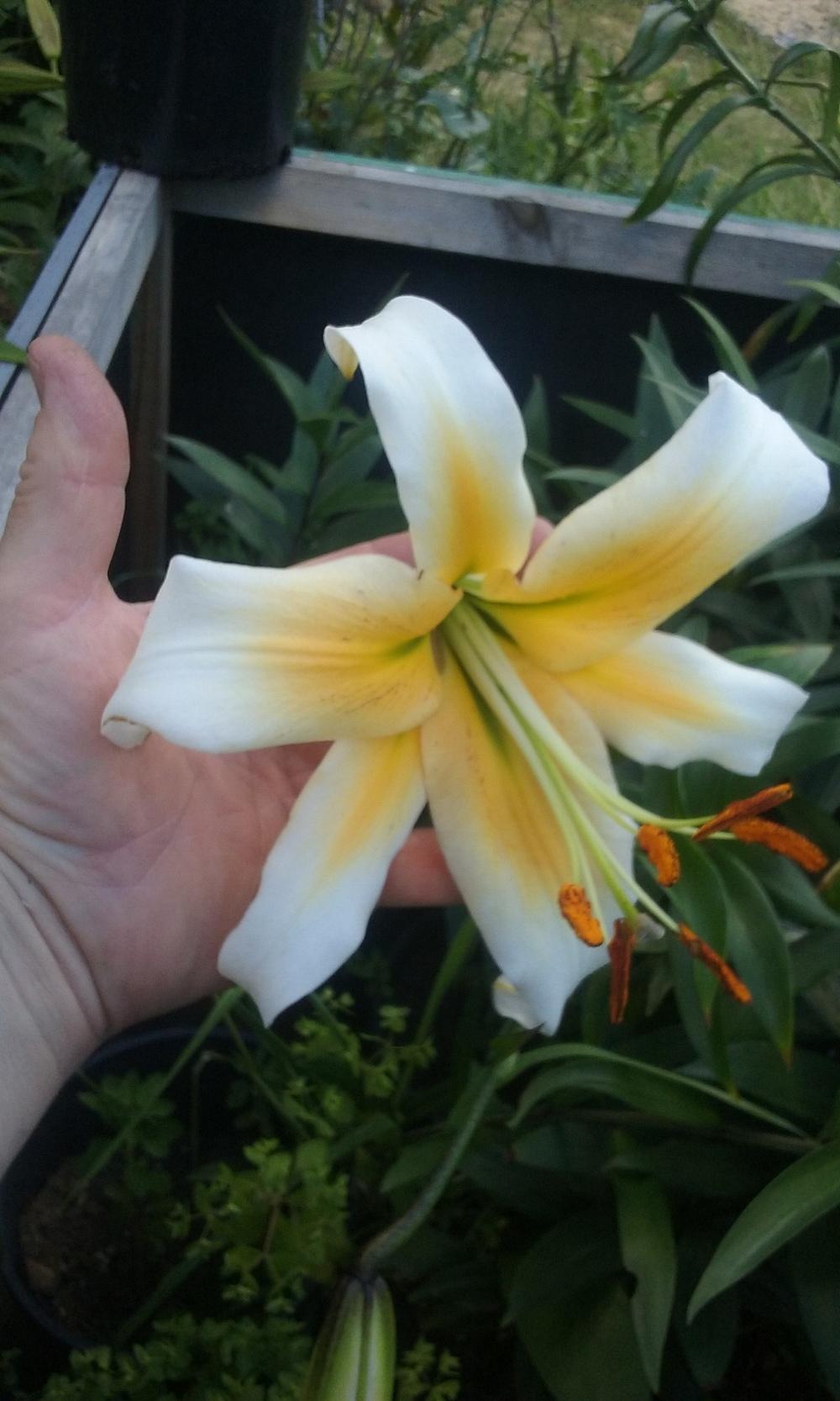 Photo of Lily (Lilium 'Mister Pistache') uploaded by gwhizz