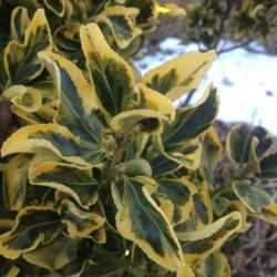 Location: My garden, Pequea, Pennsylvania USA
Date: 2018-01-09
Leaves in winter
