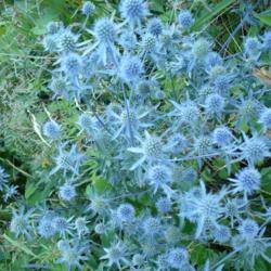 Location: Riverview, Robson, B.C.   
Date: 2008-07-30
 - At dusk, this plant appears as a light blue haze or apparition