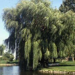 Location: Batavia, Illinois
Date: summer in 1980's
full-grown tree