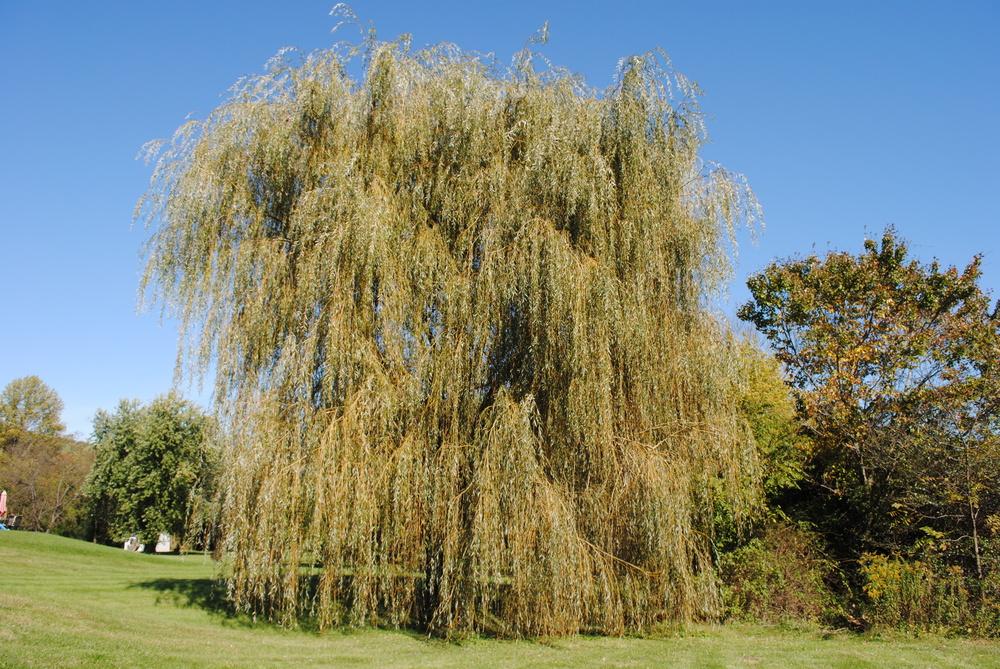 Photo of Golden Weeping Willow (Salix x sepulcralis) uploaded by ILPARW