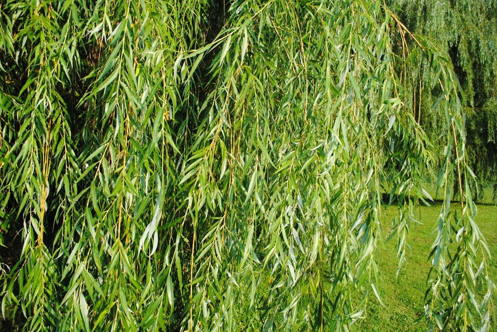 Photo of Golden Weeping Willow (Salix x sepulcralis) uploaded by ILPARW