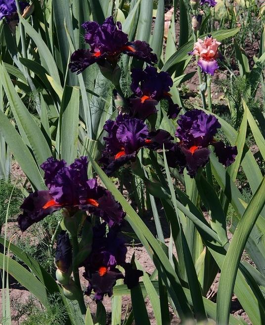 Photo of Tall Bearded Iris (Iris 'Black Magic Woman') uploaded by IaninaUkr