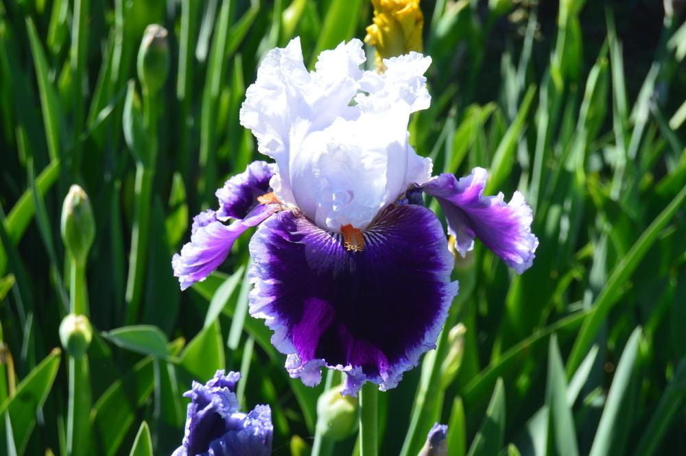 Photo of Tall Bearded Iris (Iris 'Bravery') uploaded by KentPfeiffer