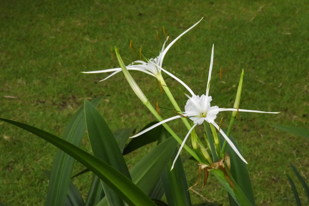 Photo of Spider Lilies (Hymenocallis) uploaded by cliftoncat