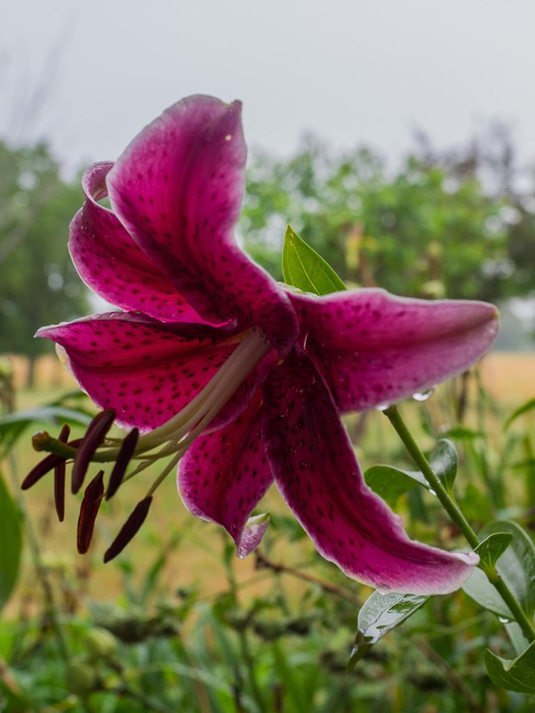 Photo of Lily (Lilium Rio Negro) uploaded by frankrichards16