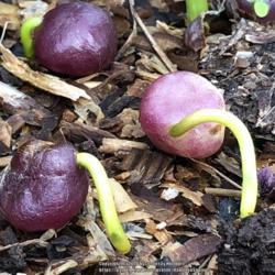 Location: Hamilton Square Garden, Historic City Cemetery, Sacramento CA.
Date: 2018-01-10
Glorious rain spurred the emerging growth, the radicle, that is t