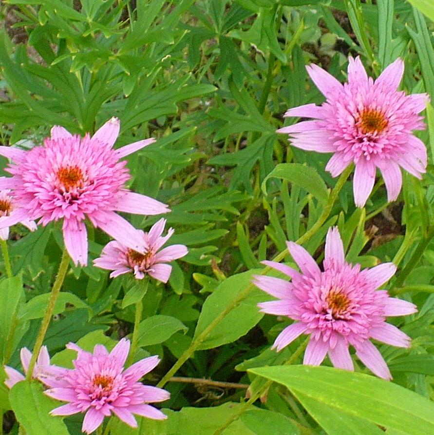 Photo of Coneflower (Echinacea 'Pink Double Delight') uploaded by HemNorth