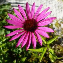 Location: Nora's Garden - Castlegar, B.C. 
Date: 2016-07-27
Rich colour and simple form.