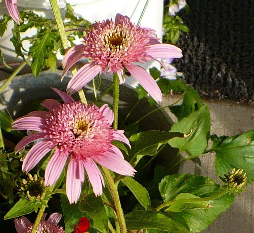 Photo of Coneflower (Echinacea 'Raspberry Truffle') uploaded by HemNorth