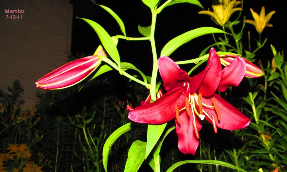 Photo of Lily (Lilium 'Mambo') uploaded by jmorth