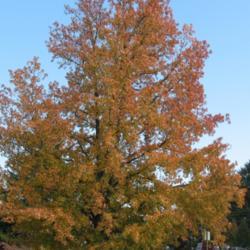 Location: Downingtown, Pennsylvania
Date: 2006-11-05
mature tree in fall color