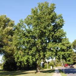 Location: Downingtown, Pennsylvania
Date: 2010-07-02
mature tree in landscape