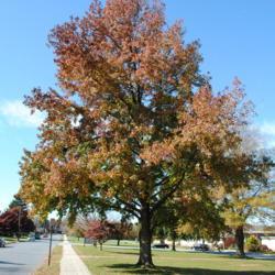 Location: Downingtown, Pennsylvania
Date: 2010-11-07
mature tree in autumn color