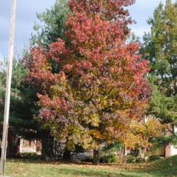 Location: Downingtown, Pennsylvania
Date: 2011-11-11
mature tree in autumn