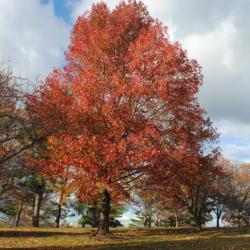 Location: Valley Forge Park in southeast PA
Date: 2014-11-07
mature tree in autumn color