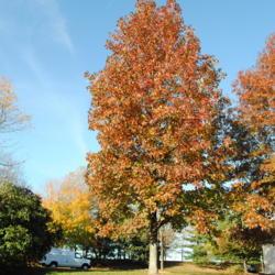 Location: Newtown Square, Pennsylvania
Date: 2010-11-02
mature tree in fall color