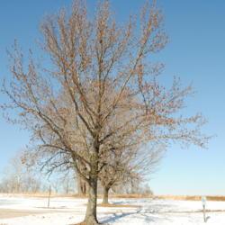 Location: Valley Forge Park in southeast PA
Date: 2014-01-30
mature tree in winter