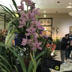 Location: North Jersey Orchid Society Show, Douglass Student Center, Rutgers University in New Brunswick, NJ
Date: 2018-01-13
Cymbidium goeringii hybrid