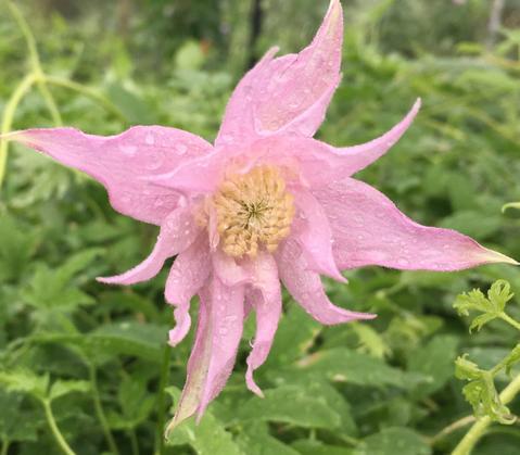 Photo of Clematis (Clematis macropetala 'Markham's Pink') uploaded by Calif_Sue