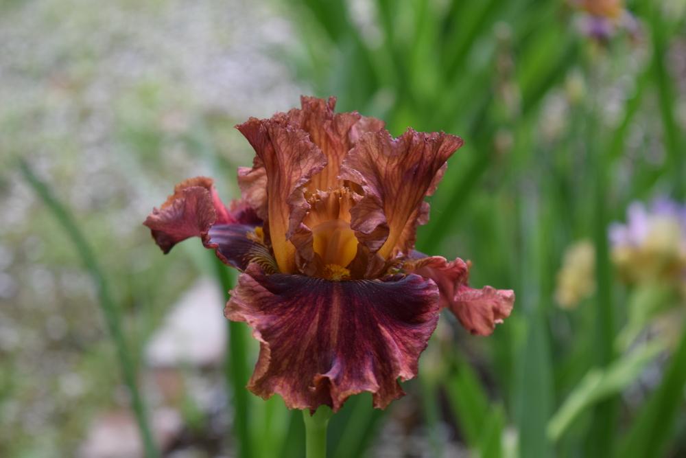 Photo of Tall Bearded Iris (Iris 'Chestnuts Roasting') uploaded by Dachsylady86