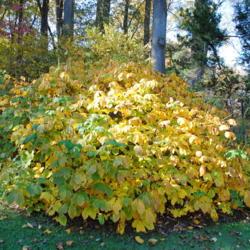 Location: Jenkins Arboretum in Berwyn, Pennsylvania
Date: 2012-10-21
shrub in autumn color