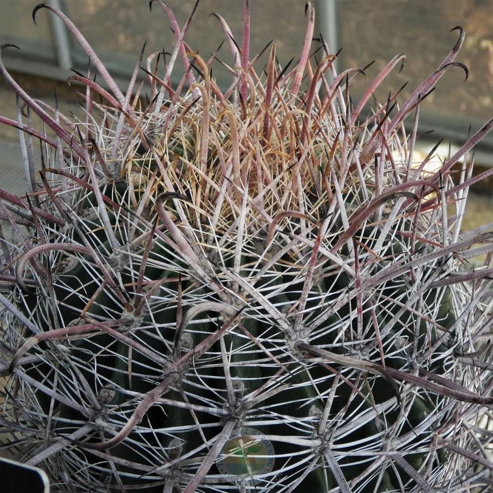 Photo of Arizona Barrel Cactus (Ferocactus wislizeni) uploaded by Patty
