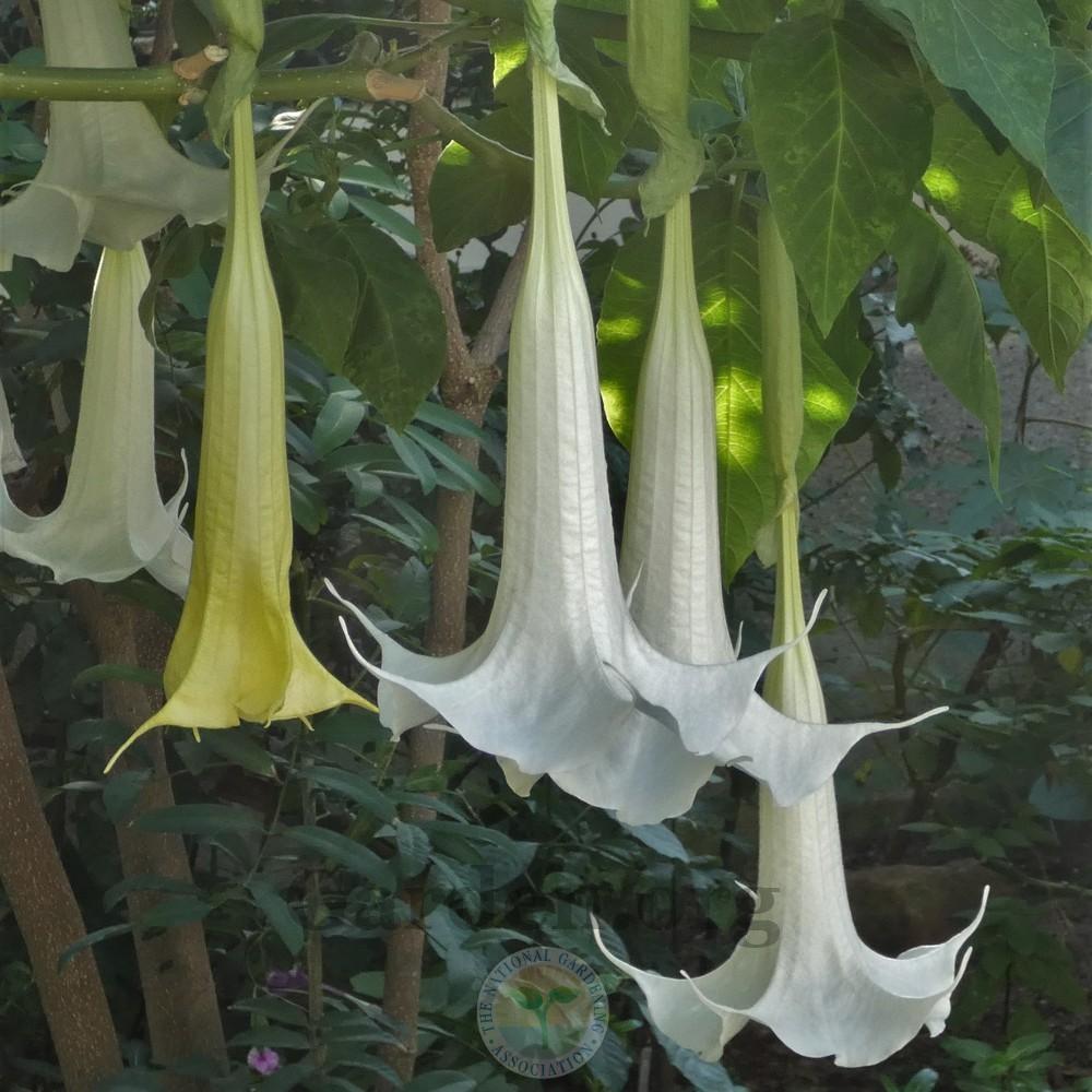 Photo of Angel's Trumpets (Brugmansia) uploaded by Patty