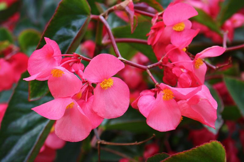 Photo of Dragon Wing Begonia (Begonia Dragon Wing® Pink) uploaded by RuuddeBlock