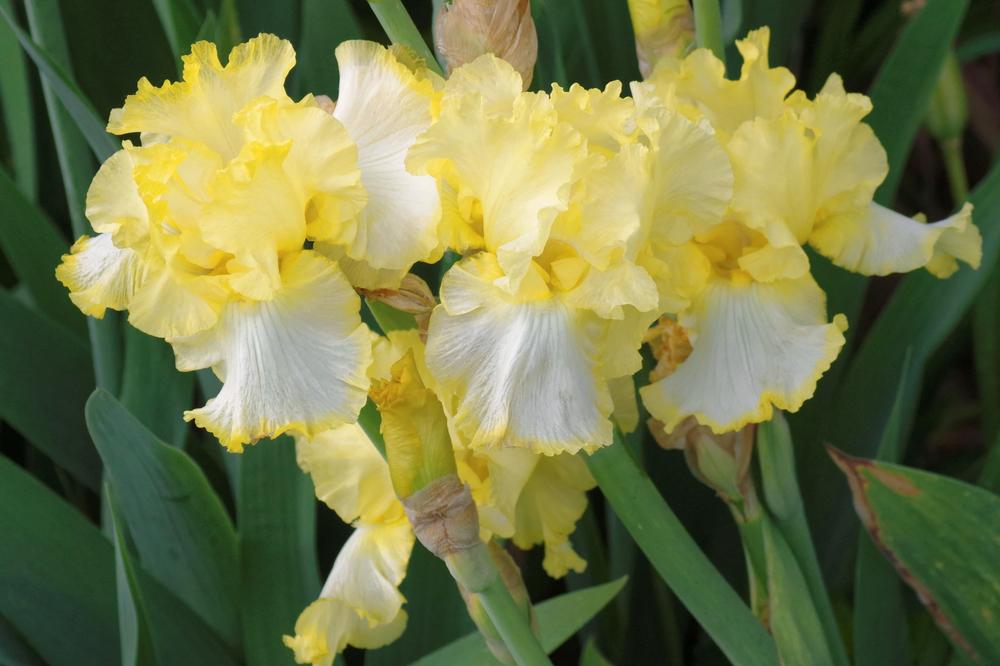 Photo of Tall Bearded Iris (Iris 'Check It Out') uploaded by dirtdorphins