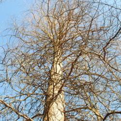 Location: Downingtown, Pennsylvania
Date: 2010-01-09
looking up trunk in winter