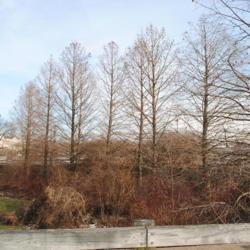 Location: Downingtown, Pennsylvania
Date: 2013-01-03
line of trees in winter at shopping center