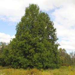 Location: Morton Arboretum in Lisle, Illinois
Date: 2015-09-11
lone tree in summer