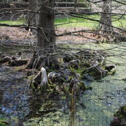 Location: Jenkins Arboretum in Berwyn, Pennsylvania
Date: 2017-04-16
submerged roots and knees